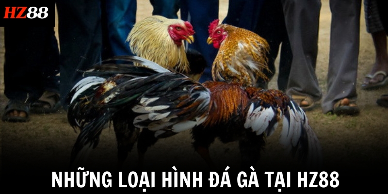 Những loại hình đá gà tại HZ88